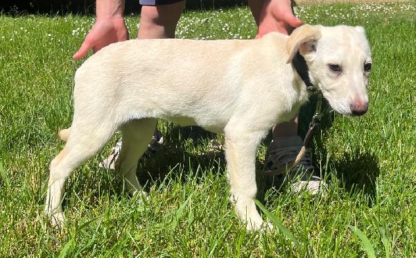 NUVOLA BELLISSIMA CUCCIOLA Foto 5